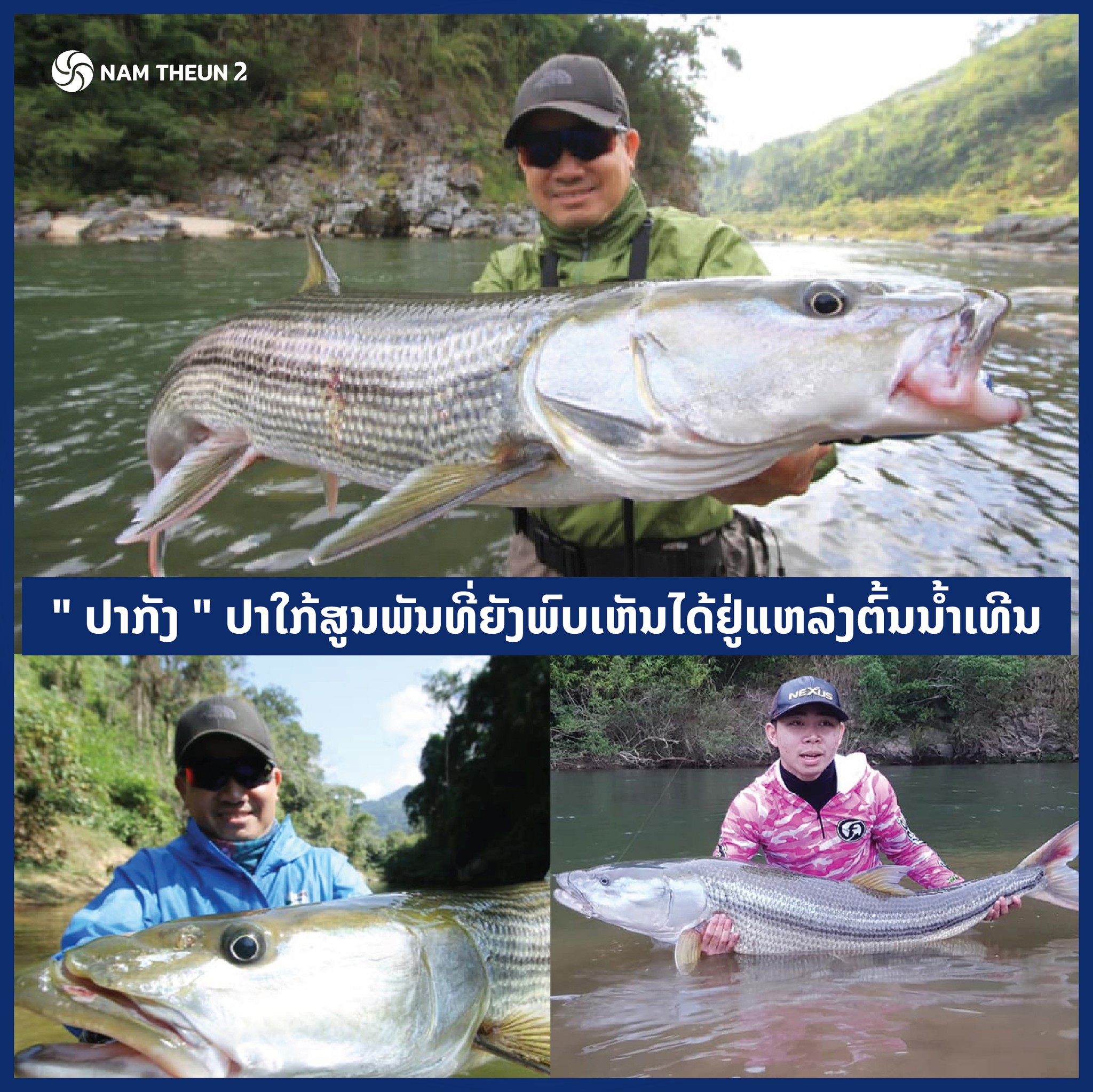 Cá măng khổng lồ có nguy cơ tuyệt chủng được tìm thấy ở Lào