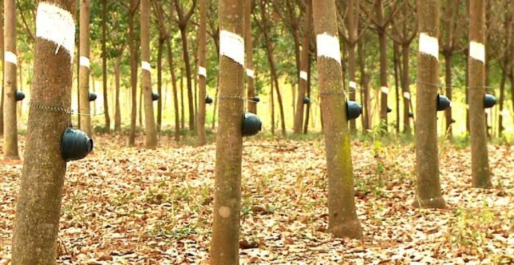 Trung Quốc vẫn là thị trường xuất khẩu lớn nhất của Lào