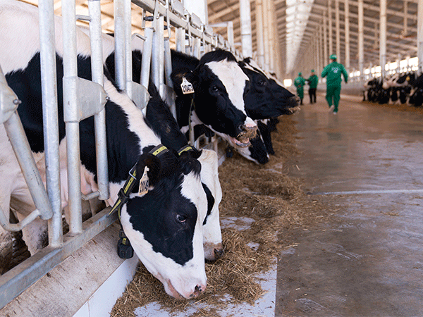 Vinamilk Lào xuất khẩu sữa tươi sang Việt Nam vào tháng 5/2023