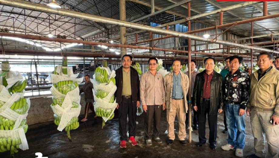 Chuối tiếp tục là sản phẩm nông nghiệp quan trọng của Lào