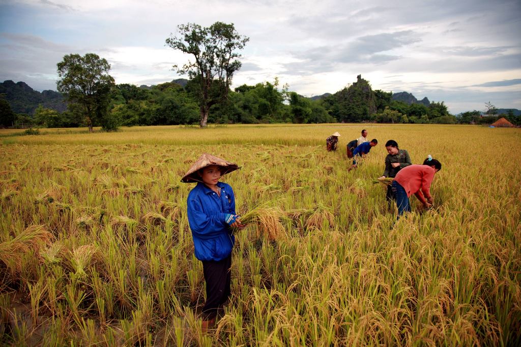 Ngành nông nghiệp Lào tăng trưởng ổn định