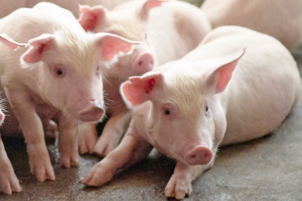 FAO hỗ trợ Lào kỹ thuật chăn nuôi bò xuất khẩu Trung Quốc