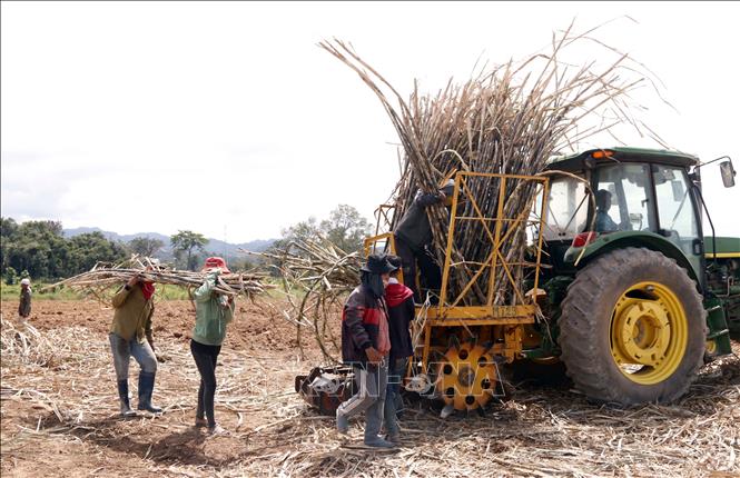 Công ty Việt Nam tại Lào gắn kết tình hữu nghị – Bài 2: Mô hình hợp tác phù hợp với đặc thù địa phương