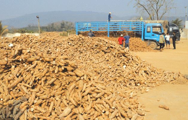 Salavane tăng cường xuất khẩu nông sản sang Thái Lan