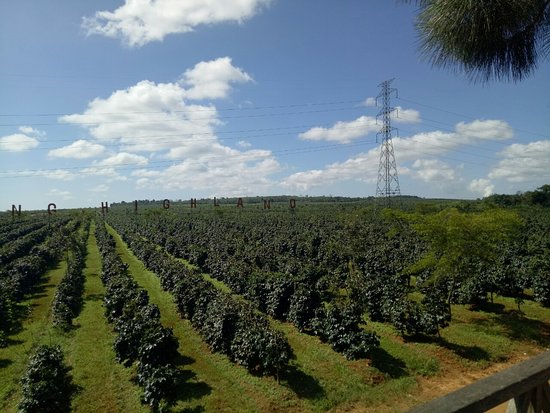 Champasak cấm trồng sắn, chuối ở cao nguyên Bolaven