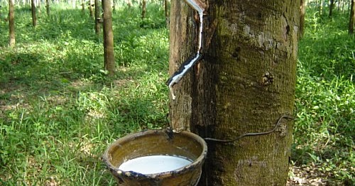 Cao su là mặt hàng xuất khẩu chủ lực của Lào