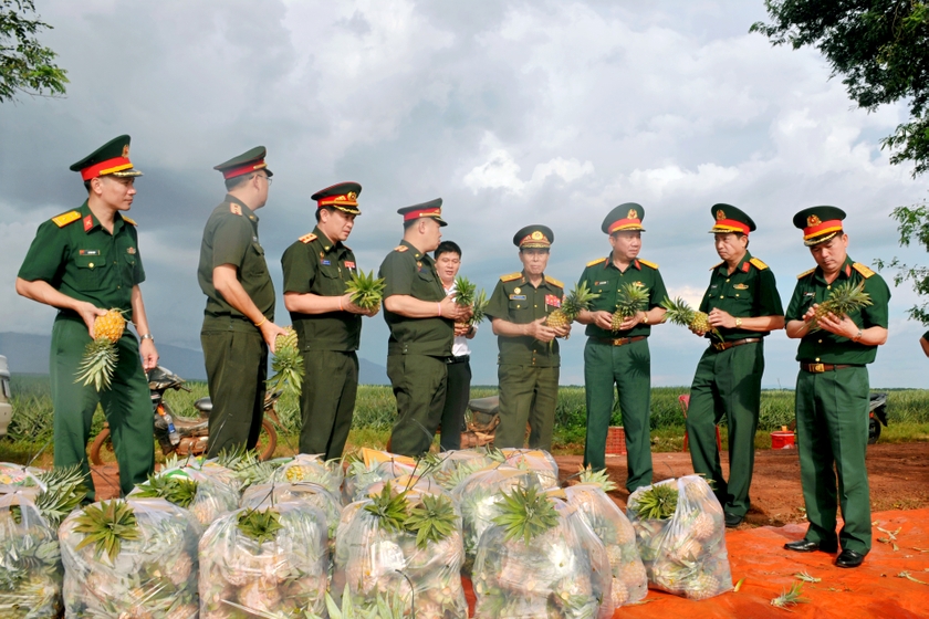 Đoàn công tác đi tham quan mô hình trồng dứa cao sản của Công ty 715. Ảnh: Nguyễn Ngọc Sơn ảnh 1