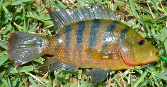 Lào cấm thả nhiều loài thủy sản ngoại lai ra môi trường