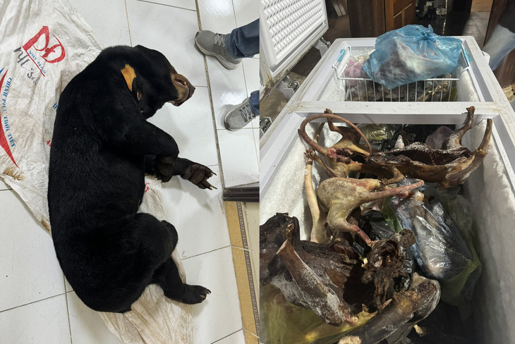 Khởi tố 3 người tàng trữ, buôn bán gấu chó mua từ Lào sang- Ảnh 2. Tang vật vụ án được cơ quan công an thu giữ - Ảnh: CACC