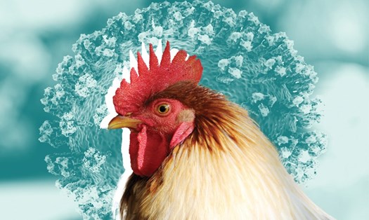 Lào phát hiện dịch cúm gia cầm H5N1