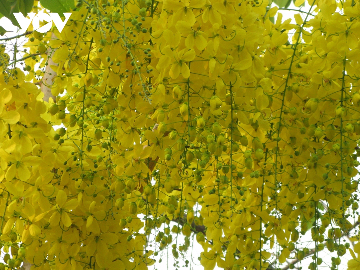 thang tu mua tet lao hinh anh 2