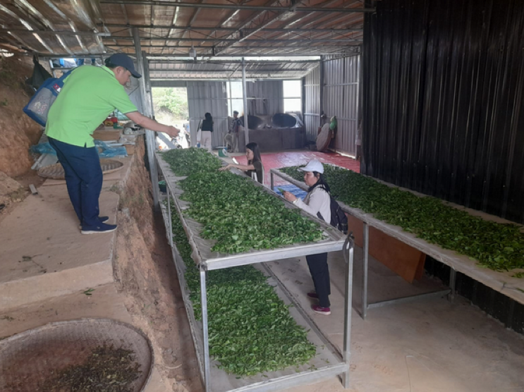 Lào cải thiện khả năng xuất khẩu chè thành phẩm