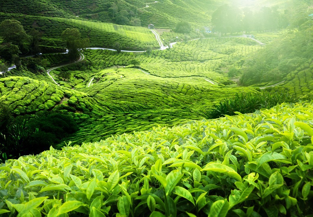 Tỉnh Bokeo sản xuất chè xuất khẩu sang châu Âu
