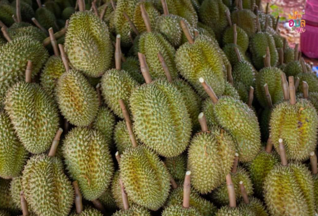 Trung Quốc quan tâm đến mặt hàng sầu riêng của Lào