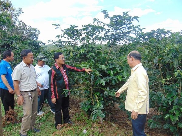 Tỉnh Sekong thúc đẩy trồng cà phê và nhân sâm phục vụ xuất khẩu