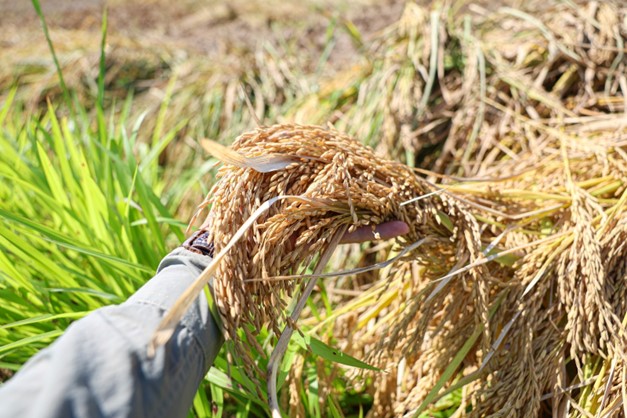 Dự án thử nghiệm giống lúa mới tại Đặc khu Tam Giác Vàng đạt kết quả tốt