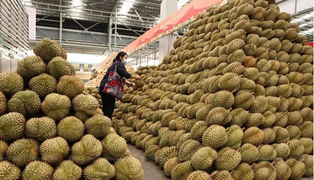 Doanh nghiệp tư nhân đầu tư trồng sầu riêng trên diện tích 100 ha tại Attapeu