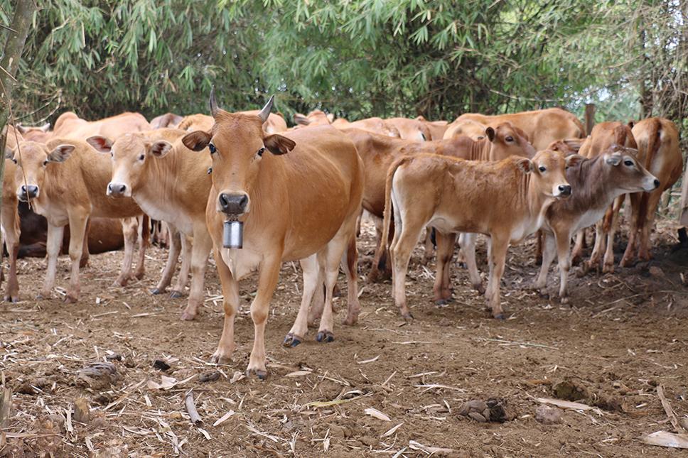 Hàn Quốc hỗ trợ hoạt động chăn nuôi gia súc tại Lào