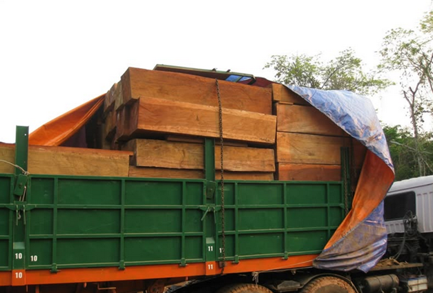 Lào tăng cường thanh tra, kiểm tra để bảo vệ tài nguyên rừng và động vật hoang dã
