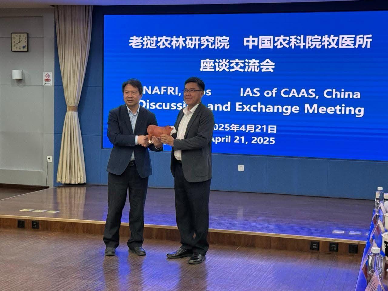 Lào nhập giống bò thịt chất lượng cao từ Trung Quốc