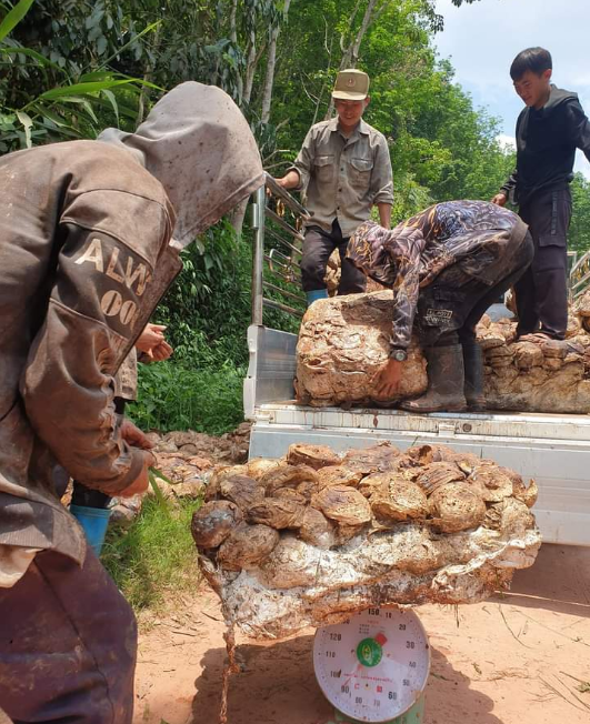 Giá mủ cao su đạt 15.000 Kip/kg, nông dân Bokeo đẩy mạnh thu hoạch
