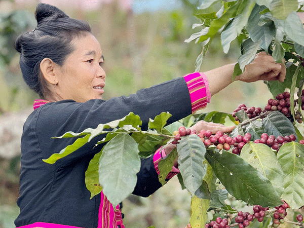 Trồng cà phê giúp nông dân Lào tăng thu nhập và giảm phá rừng