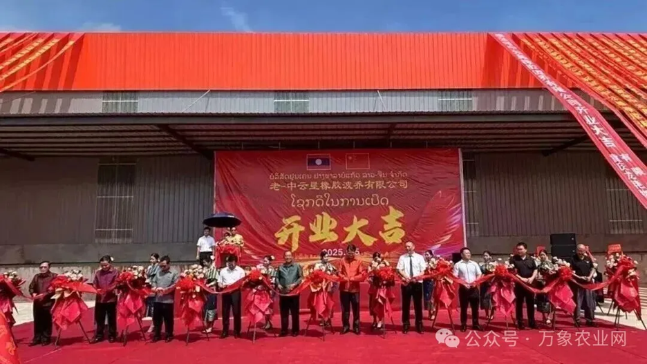Doanh nghiệp Trung Quốc khánh thành nhà máy cao su thiên nhiên 10 triệu USD tại Bokeo