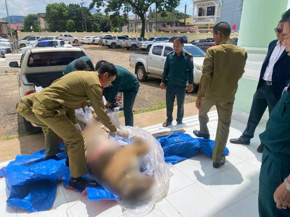 Công an Champasak bắt giữ vụ vận chuyển trái phép xác hổ nặng hơn 130 kg
