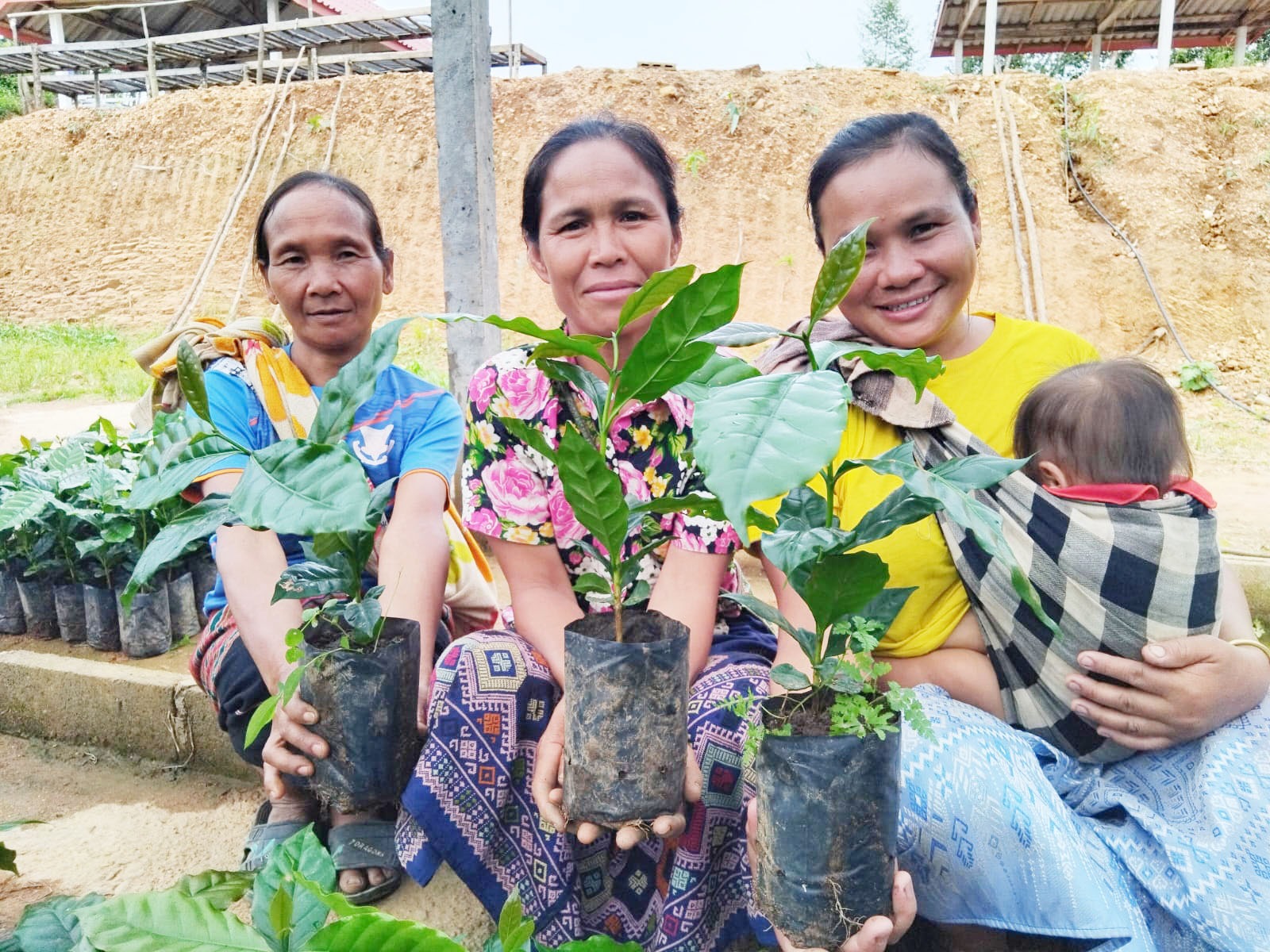 Viengkham phát triển mô hình cà phê Arabica gắn với tăng trưởng kinh tế xanh
