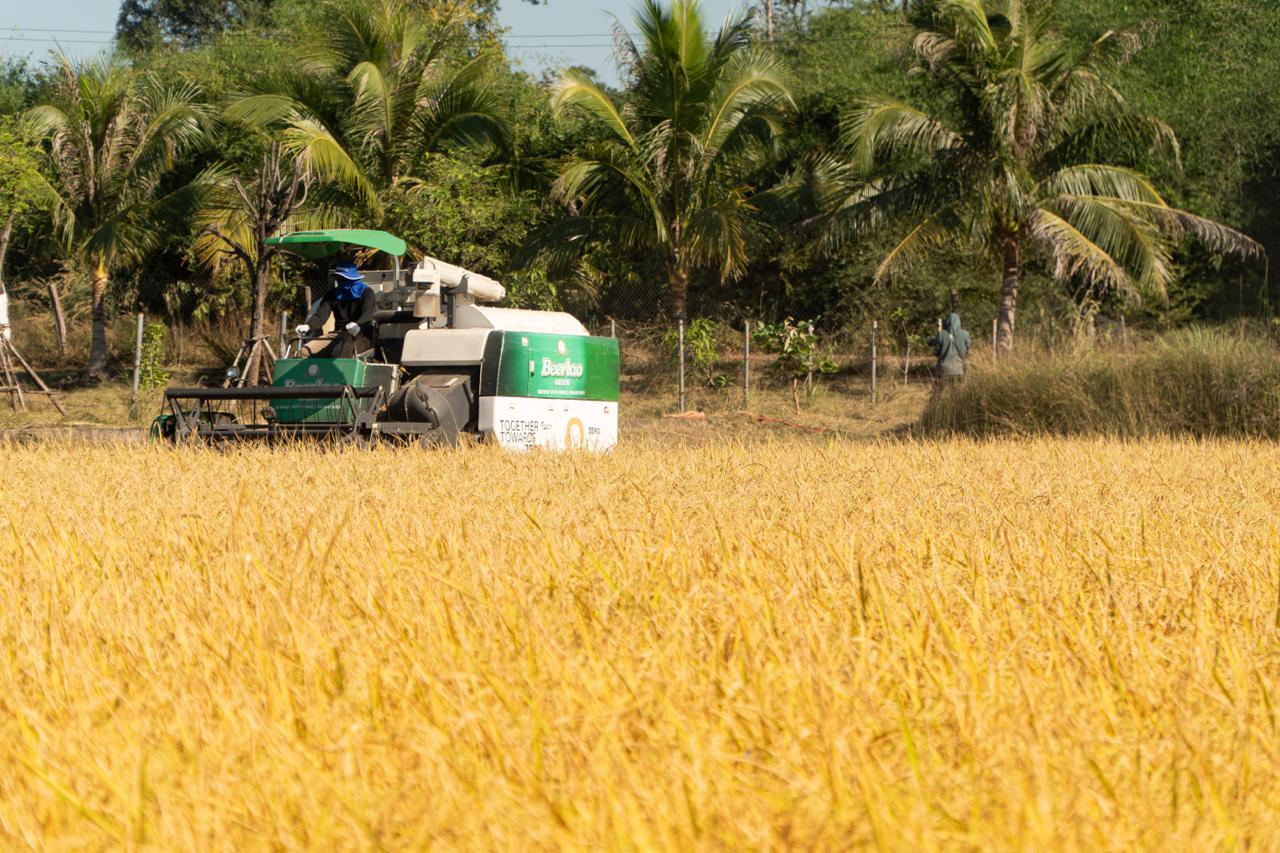 Công ty Bia Lào mở rộng vùng lúa lên hơn 900 ha, thu 2.500 tấn trong vụ mùa 2025