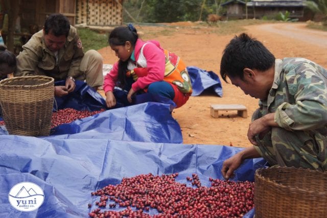 Hơn 800 hộ dân tỉnh Huaphan chuyển từ trồng thuốc phiện sang trồng cà phê