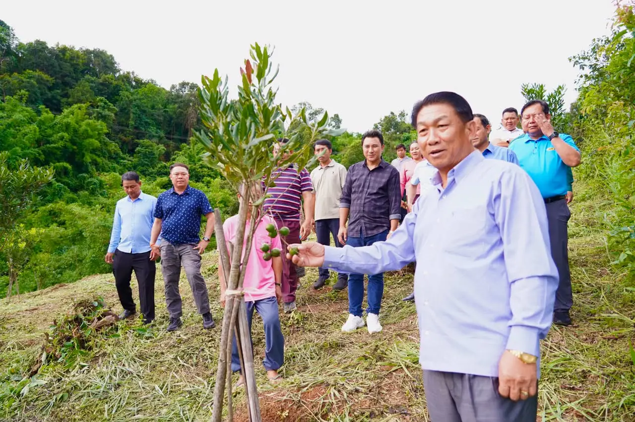 Mắc ca do Điện Biên hỗ trợ trồng tại Luang Prabang bắt đầu cho quả