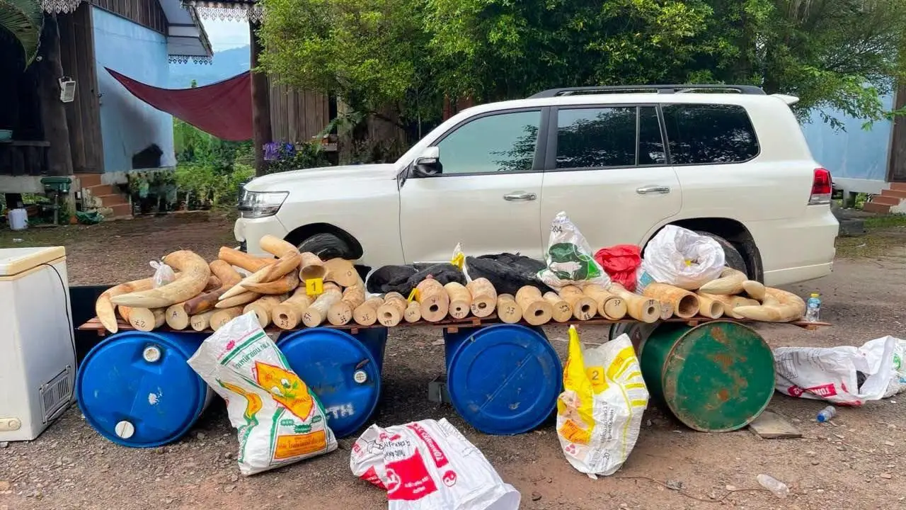 Lào thu giữ hơn 1,7 tấn nghi là ngà voi tại Bolikhamxay