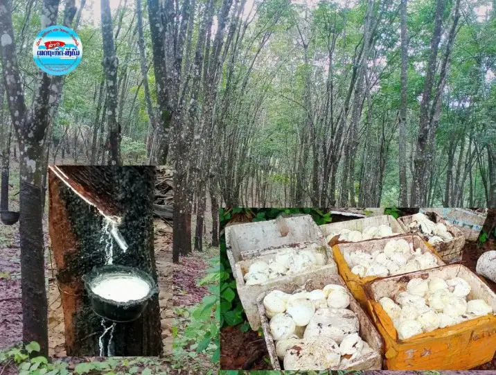 Giá cao su Bokeo lên 22.000 kíp/kg, mưa kéo dài cản trở khai thác