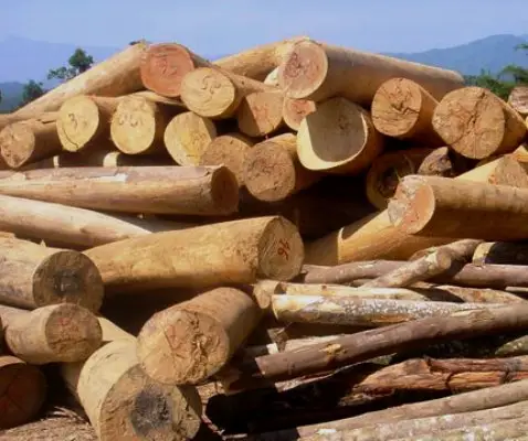 Siết chặt tiêu chuẩn ký thuật và thúc đẩy chế biến sâu lâm sản xuất khẩu: Quyết định số 3888/NNMT về Danh mục sản phẩm gỗ tự nhiên, gỗ trồng, tre và mây xuất khẩu ra nước ngoài