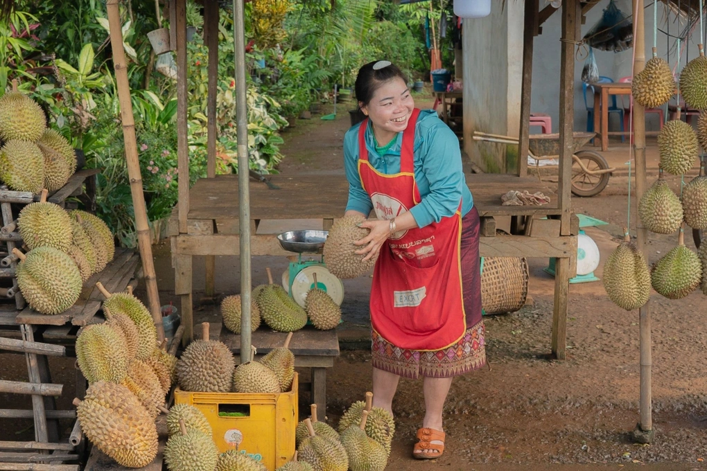 Sầu riêng Lào cần thêm 2–3 năm để hình thành nguồn cung xuất khẩu quy mô lớn
