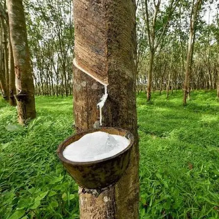 Quy trình cấp phép nhà máy chế biến và cơ chế kinh doanh tín chỉ carbon ngành Cao su tại Lào