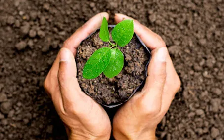 Bảo hộ giống cây trồng mới và động lực đổi mới sáng tạo nông nghiệp. quy định về Giống cây trồng mới